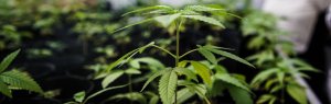 Ce qu’il faut savoir sur le cannabis hybride
